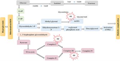 Frontiers | Oxidative Stress And Metabolic Diseases: Relevance And ...